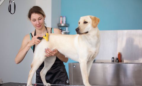 IsOn24 AI voice assistant answers phone calls for Pet Salons.